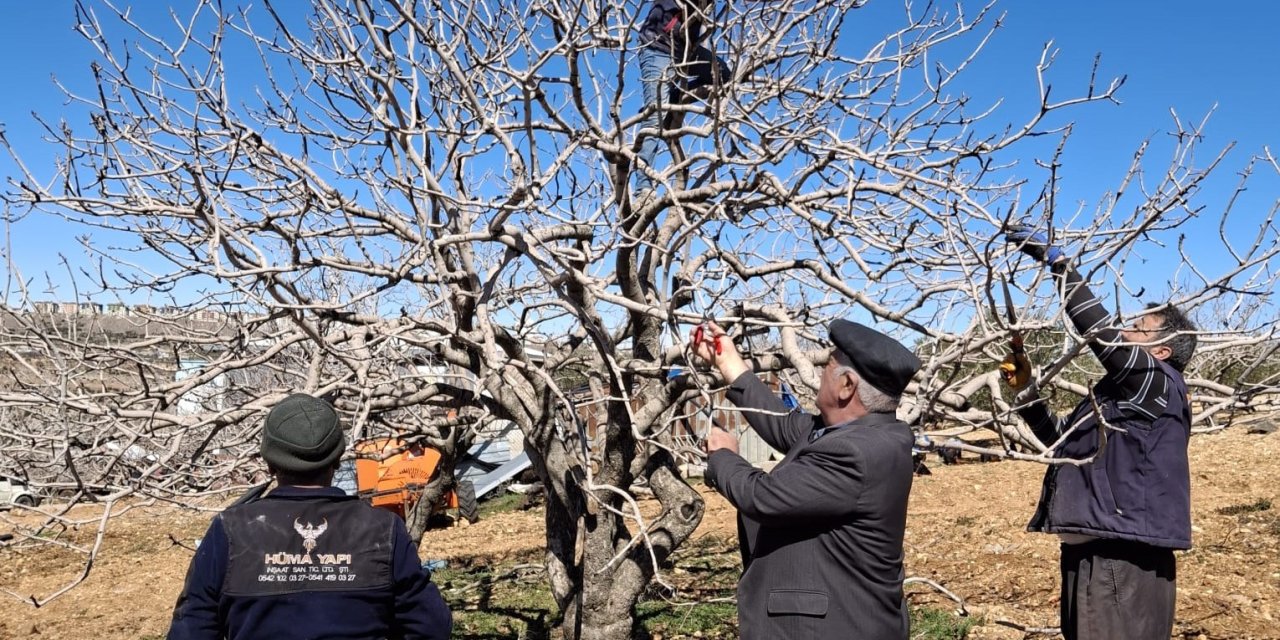 Antep Fıstığında Bakım Ve Budama Zamanı