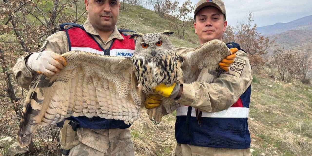 Siirt’te nesli tehlike altında olan kulaklı baykuş bulundu