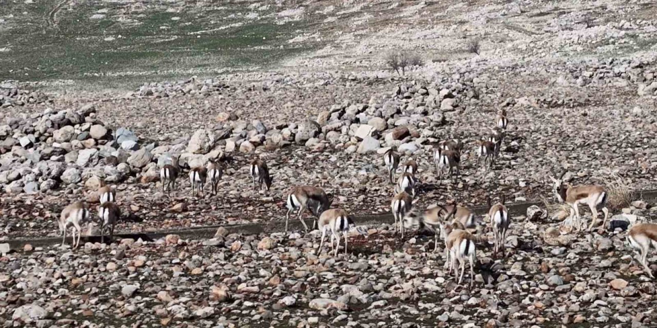 Cudi Dağı'nda Sürü Halinde Gezen Ceylanlar Görüntülendi