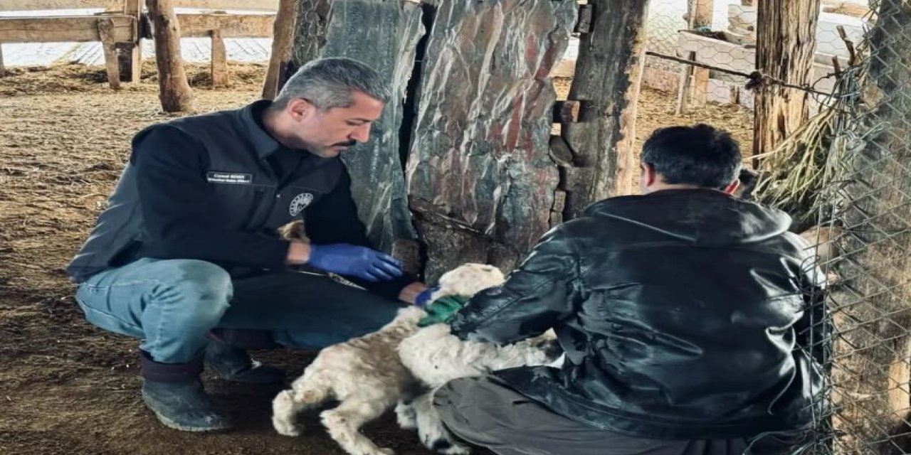 Bayram Öncesi Küçükbaş Hayvanlar Sağlık Kontrolünden Geçti