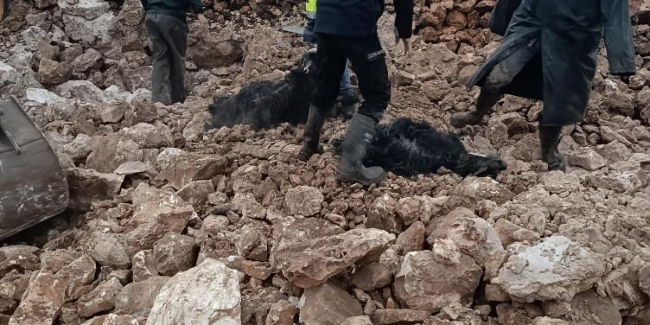 Nusaybin'de yoğun yağış nedeniyle ahırın çökmesi sonucu 30 hayvan telef oldu