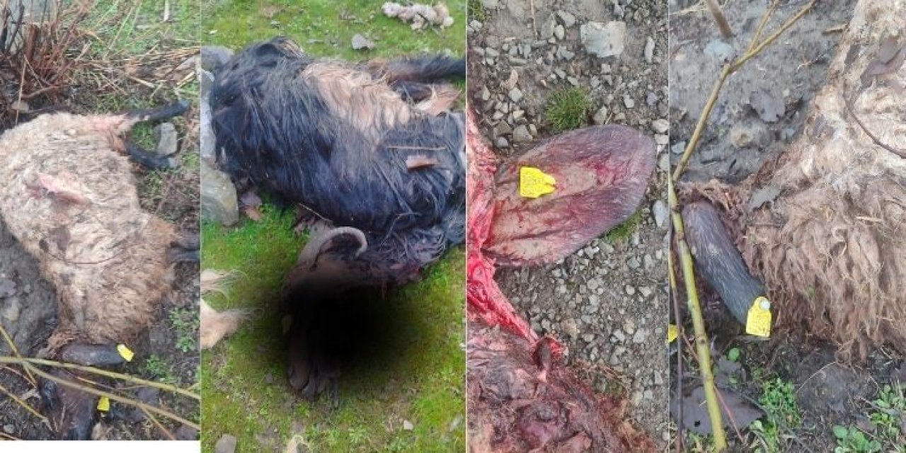 Şırnak’ta Ahıra Giren Kurt 8 Koyunu Telef Etti
