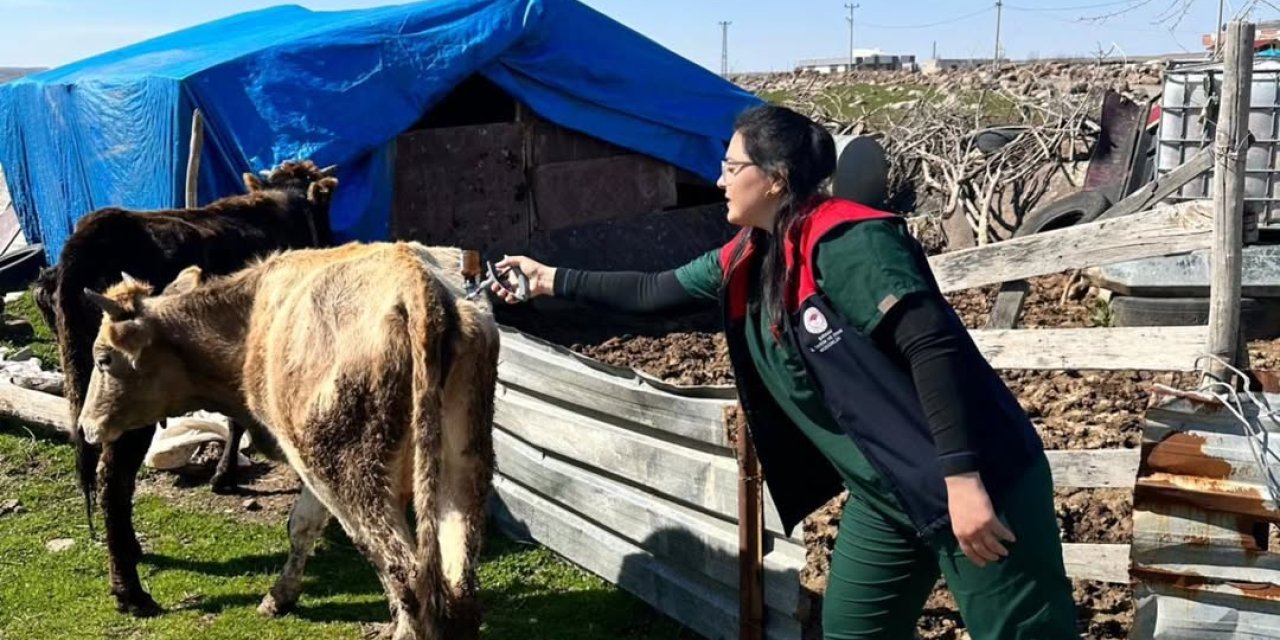 İdil’de Buzağılar Kayıt Altına Alınıyor: Geleceğin Sürüleri İçin Sahada Yoğun Mesai