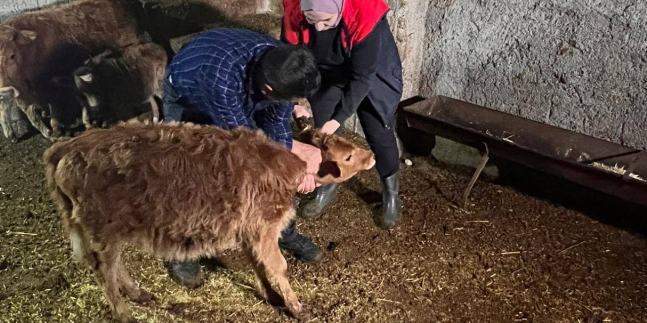 İdil’de Buzağılar İçin Sahada Yoğun Mesai