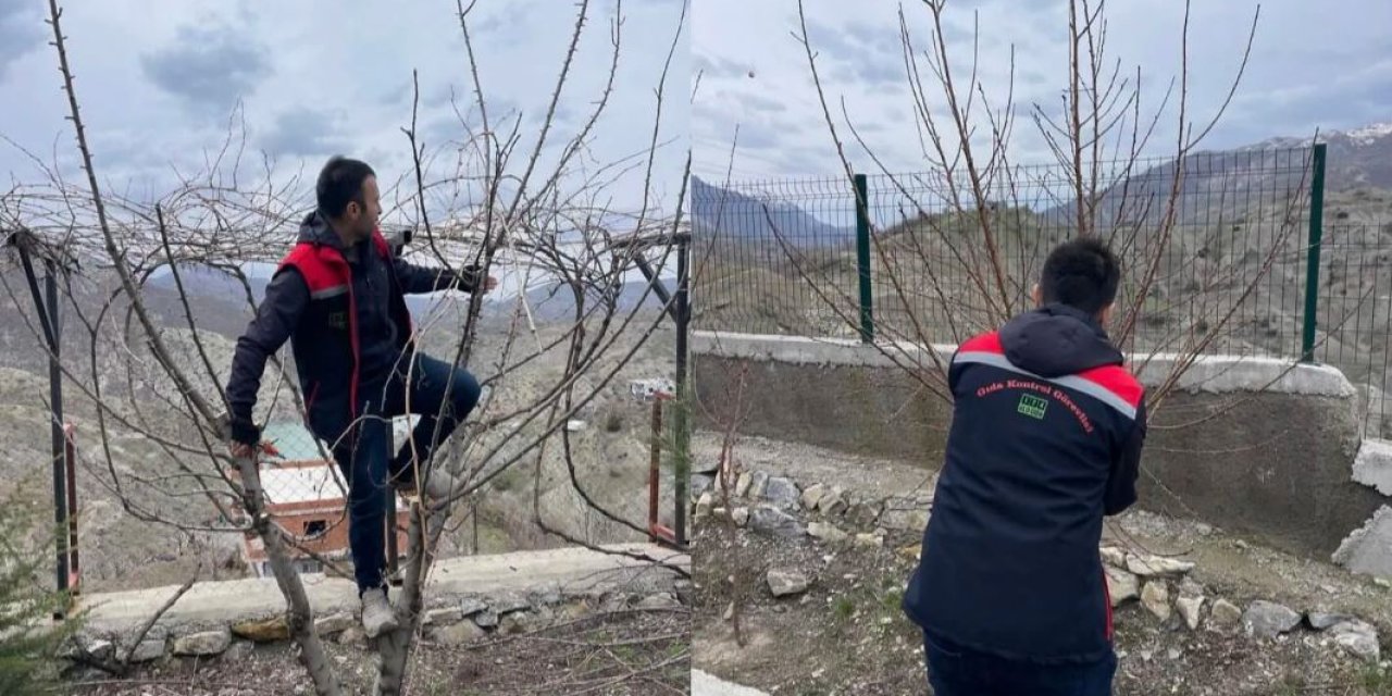 Uludere’de çiftçilere uygulamalı budama eğitimi