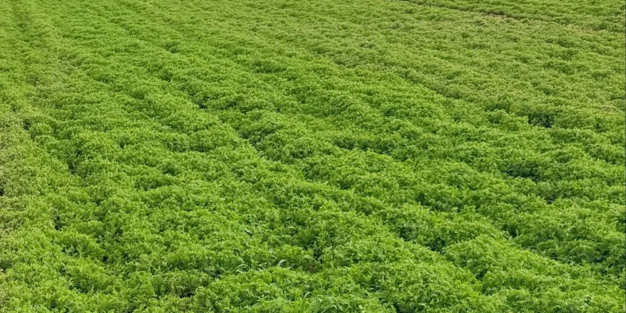 Silopi Tarım’dan Çiftçilere Önemli Duyuru: Arazi Kontrolleri Devam Ediyor