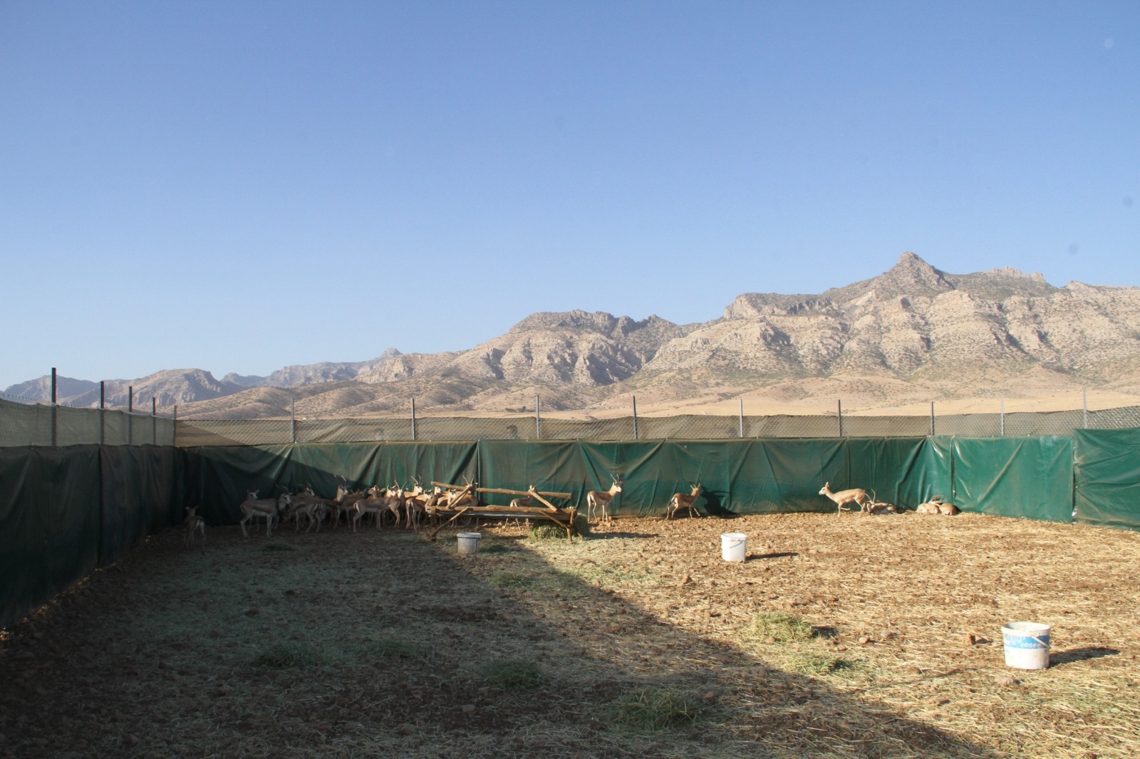 Cudi Dağı’na ‘Gazella Gazella’ Türü 40 Ceylan Salıverildi