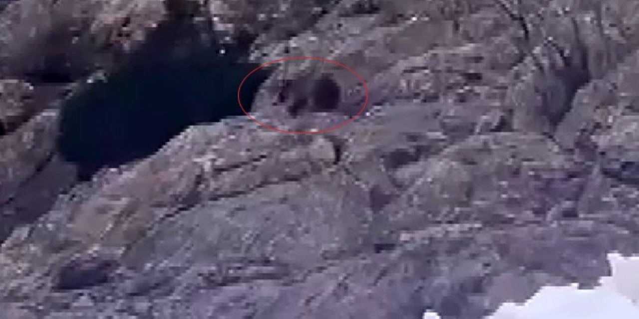 Kış Uykusundan Uyanan Ayı, Kar Üstünde Yiyecek Aradı