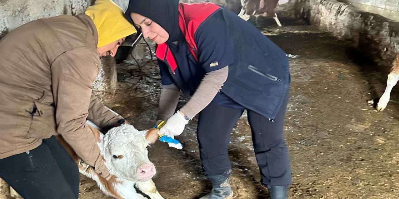 İdil’de Şap Aşısı ve Küpeleme Seferberliği: Köy Köy Tamamlandı!