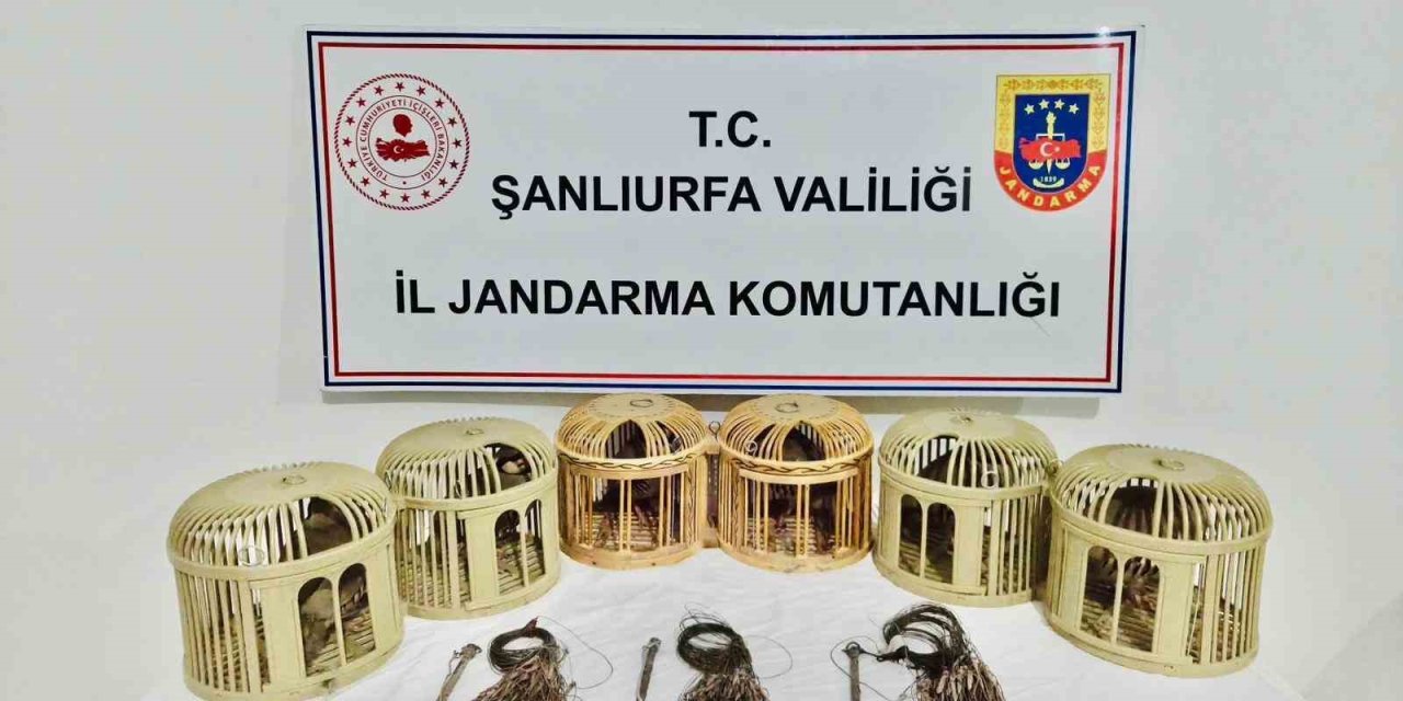 Şanlıurfa’da Kaçak Keklik Avcıları Suçüstü Yakalandı