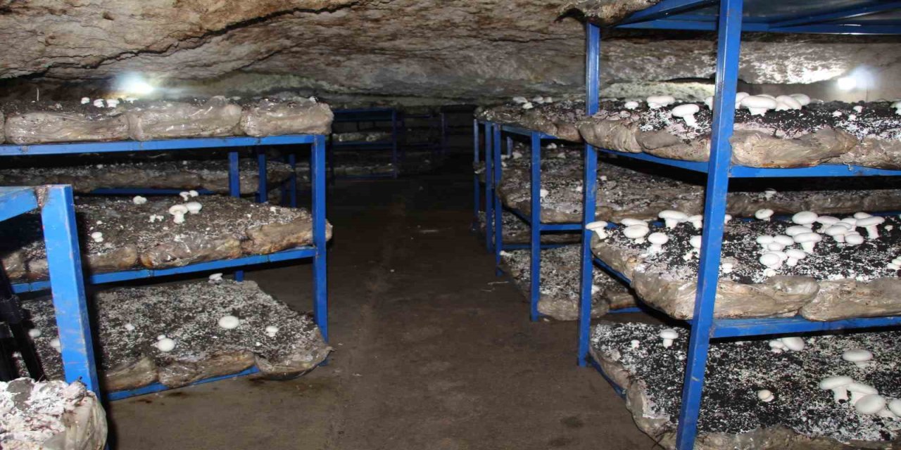 Şırnak'ta 2 Bin Yıllık Tarihi Mağarada Mantar Üretim Tesisi Kurdu