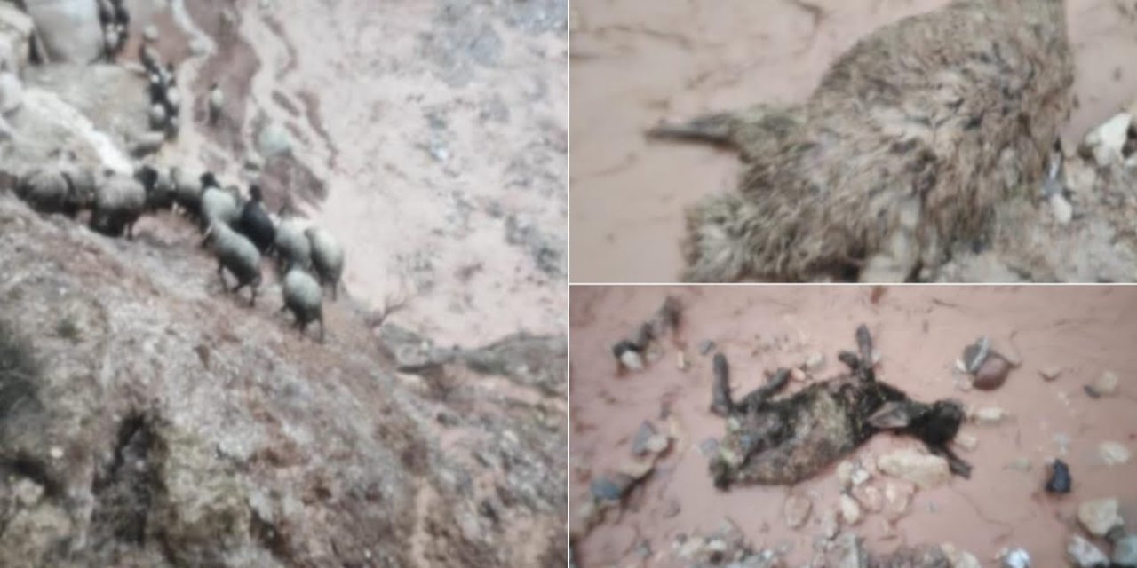 Şırnak’ta sel göçerleri de vurdu: Çok sayıda hayvan telef oldu