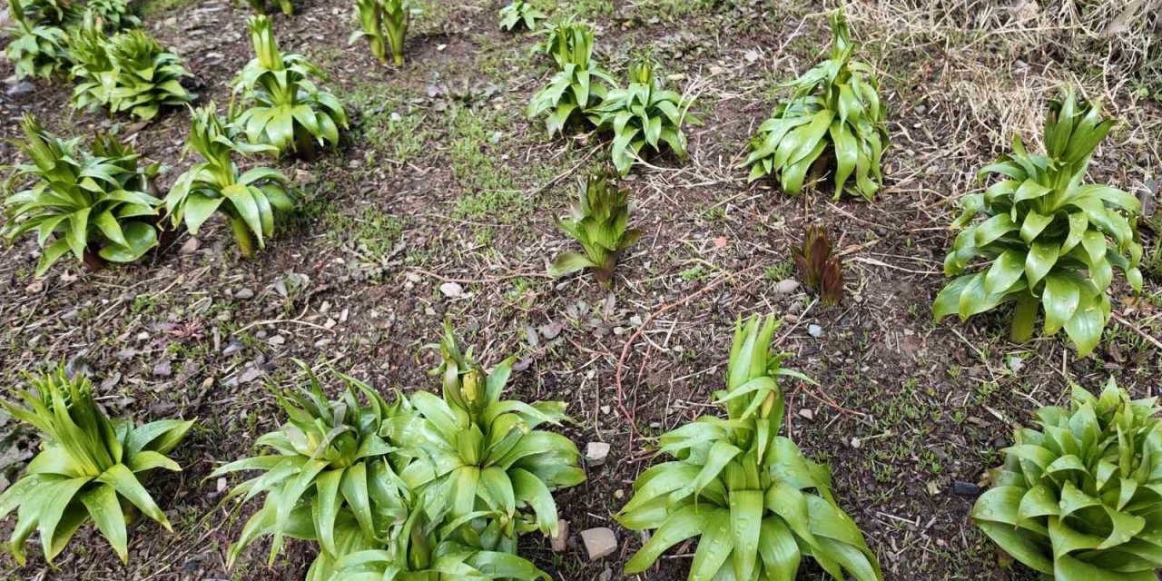 Şırnak'ta Yetişen Bu Çiçeği Koparmanın Cezası 700 Bin Lira