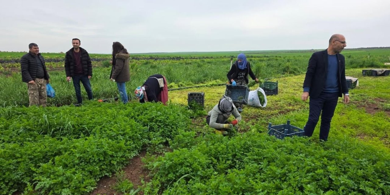 İdil’de Tarıma Akademik Dokunuş: Pınarbaşı ve Alakamış Köylerinde Sera Ziyareti