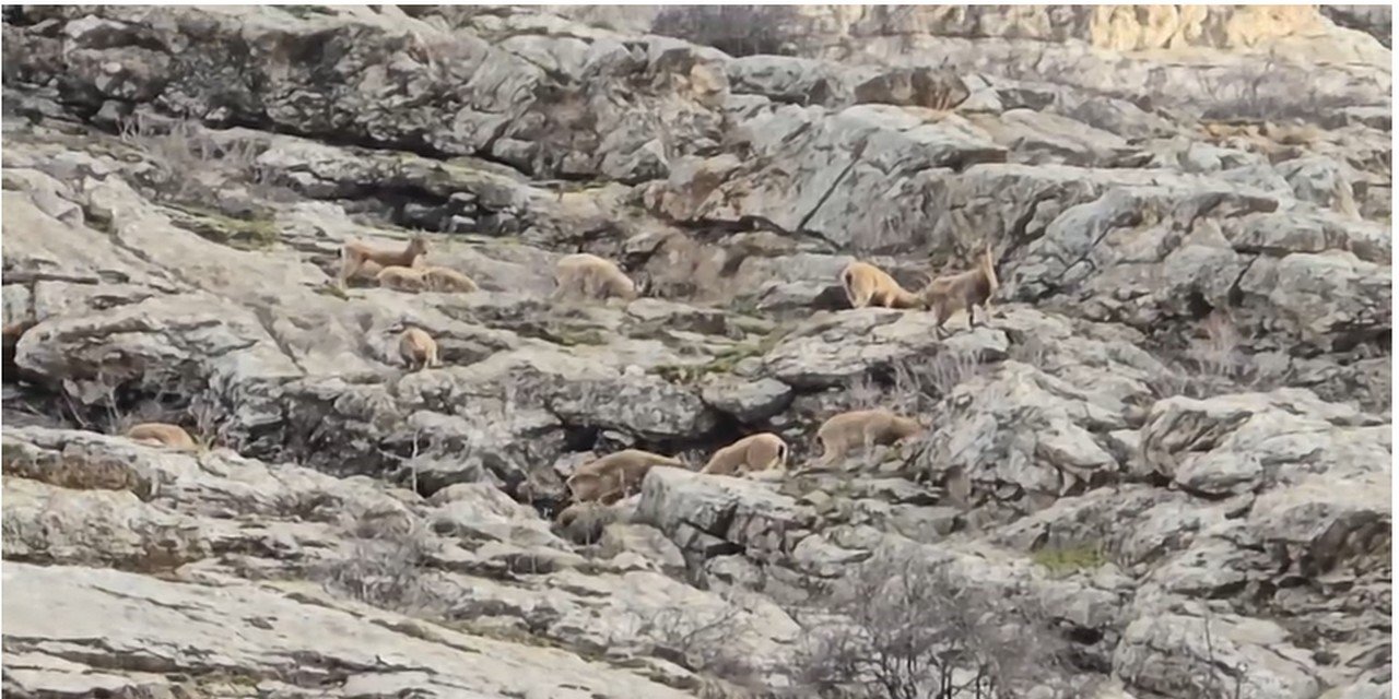 Sümbül Dağı’nda sürü halinde dağ keçisi görüntülendi