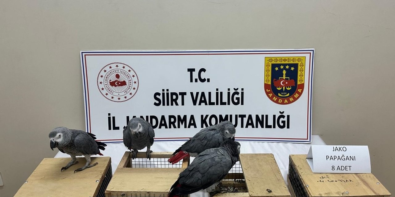 Şırnak'tan Siirt'te Giden Araçta 8 Papağan Ele Geçirildi