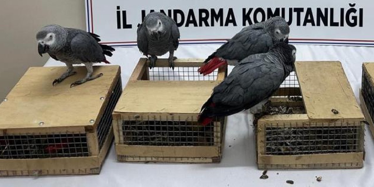 Şırnak istikametinden giden araçta değeri yüzbinlerce liralık jako papağanlar bulundu