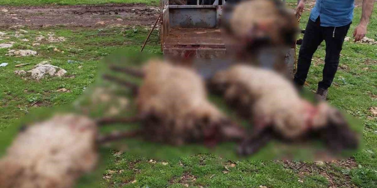 Yıldırım düşmesi sonucu çok sayıda küçükbaş hayvan telef oldu