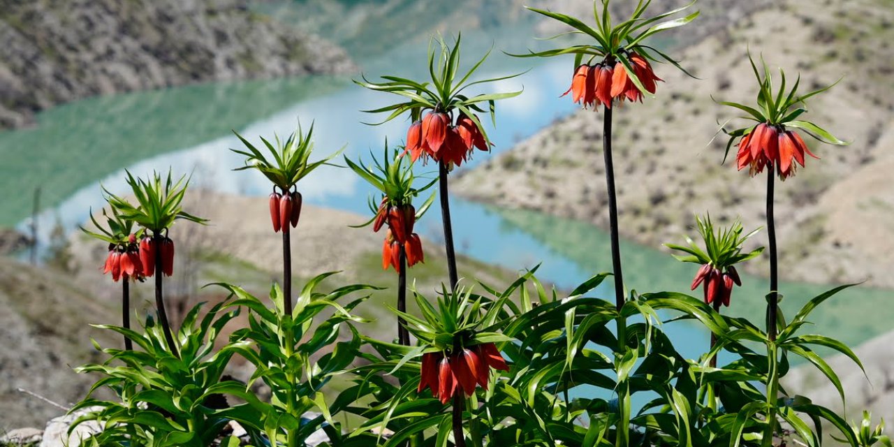 Şırnak'ta açan ters laleler doğayı renklendirdi