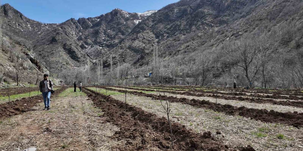 Şırnaklı Çiftçi Devlet Desteğiyle 25 Dönüm Arazisine Meyve Fidanı Dikti