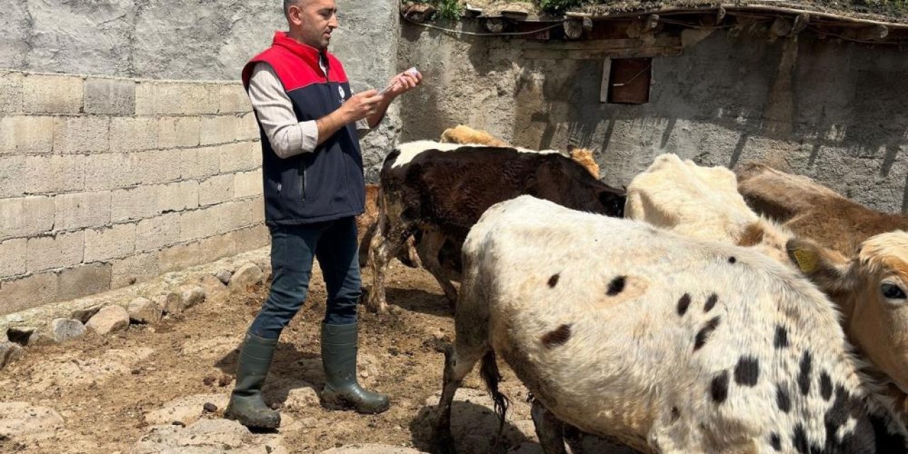 Şırnak’ta hayvan sağlığı için yoğun çalışmalar yürütülüyor