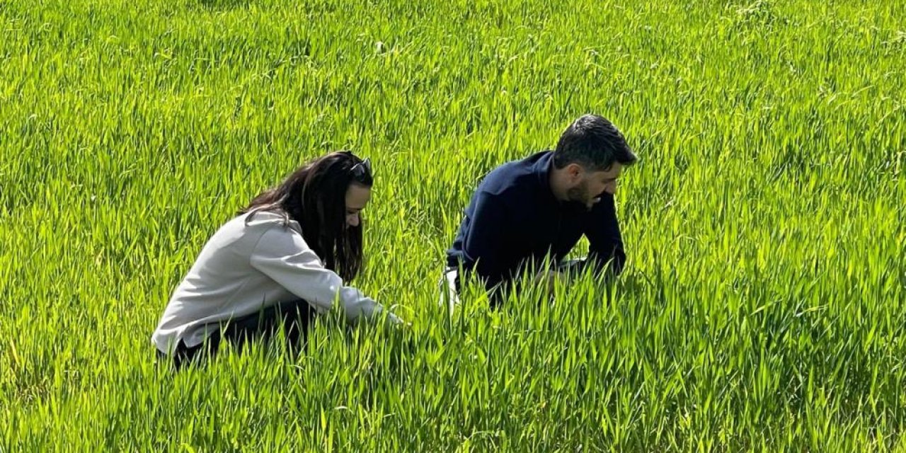 Şırnak’ta tarlalarda süne takibi: Ekipler sahada çalışıyor