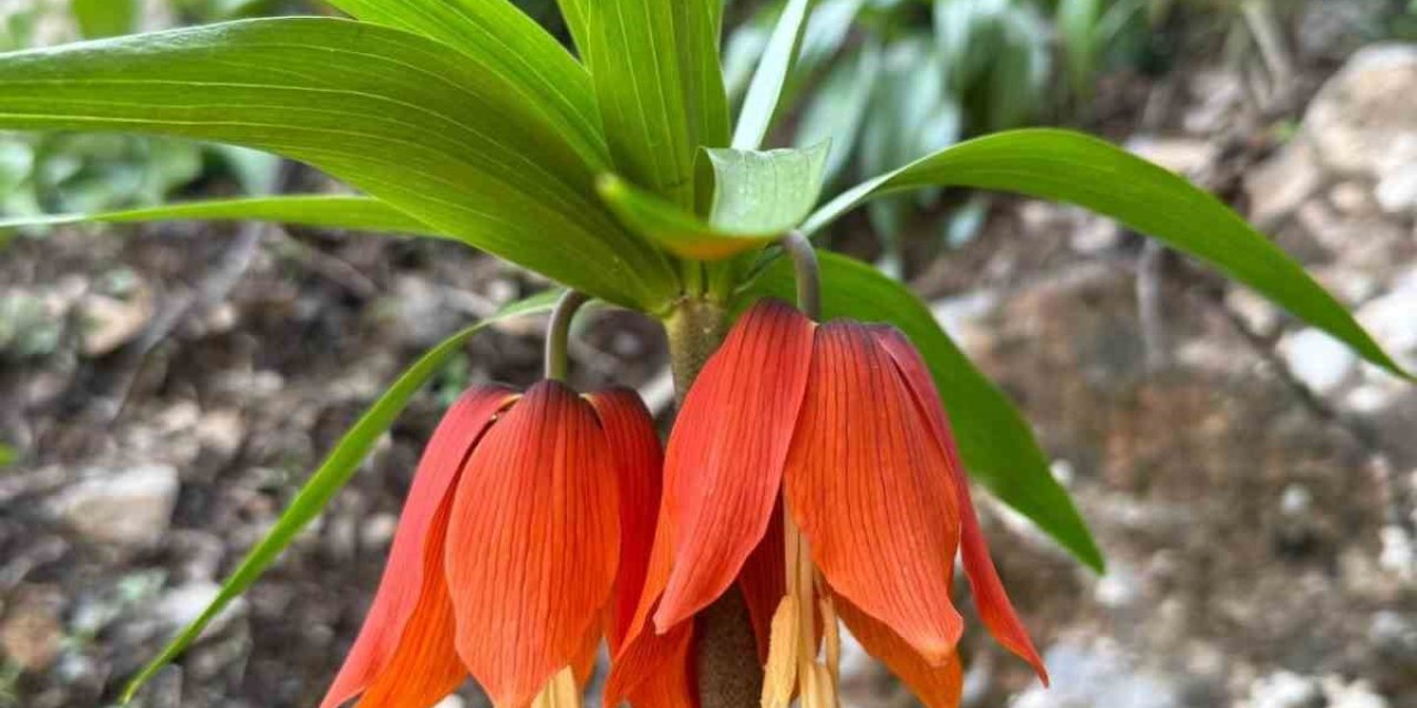 Hakkari’de ters laleler yüzünü erken gösterdi
