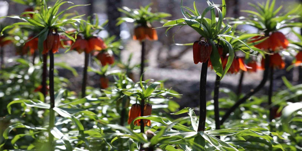 Şırnak'ta 700 Bin Liralık Koparma Cezası Olan Ters Lalelerin Görsel Şöleni
