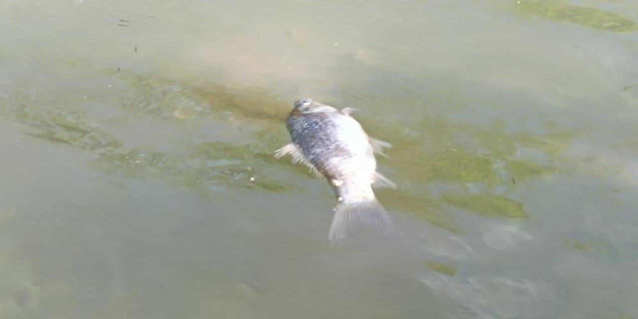 Şırnak’ta balık ölümleri tedirgin etti