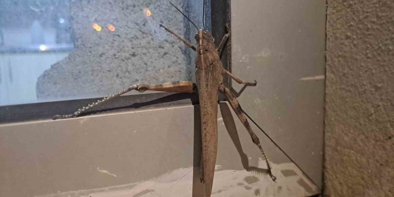 Diyarbakır'da görüldü, boyutu şaşkınlık oluşturdu