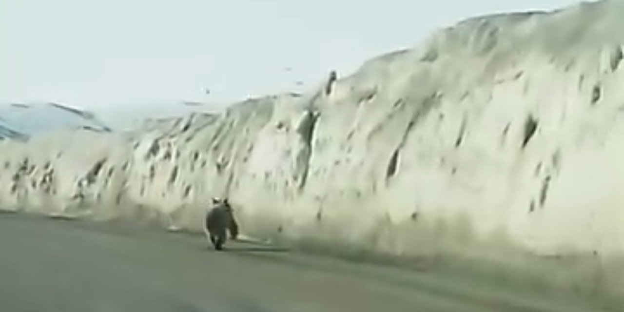 Van’da kara yoluna inen ayı korkulu anlar yaşattı