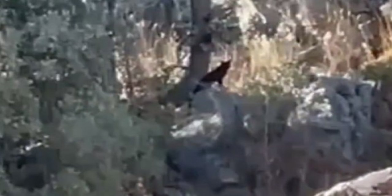 Gabar Dağı’nda Gizemli Yırtıcı Kamerada: Siyah Pars İddiası Heyecan Yarattı