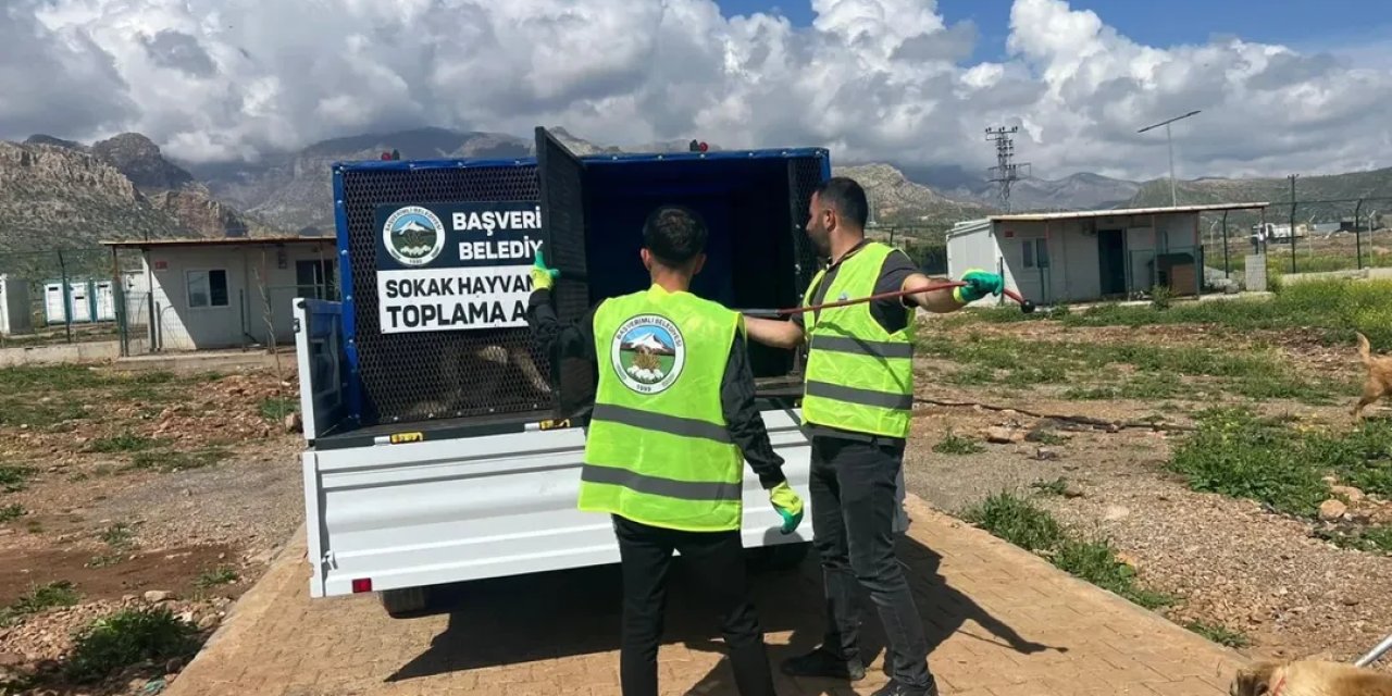Şırnak’ta Başıboş Köpekler Yakalanıp Bakımevine Teslim Edildi