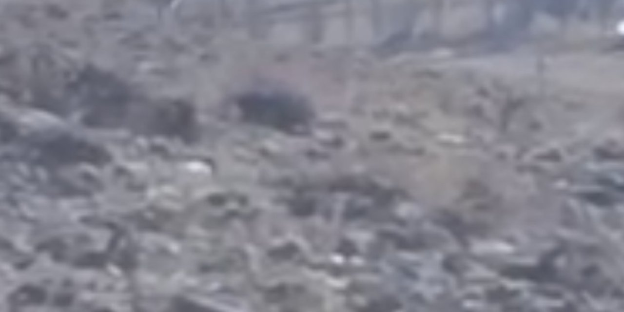 Sürüye saldırmak için fırsat kollayan kurtlar görüntülendi