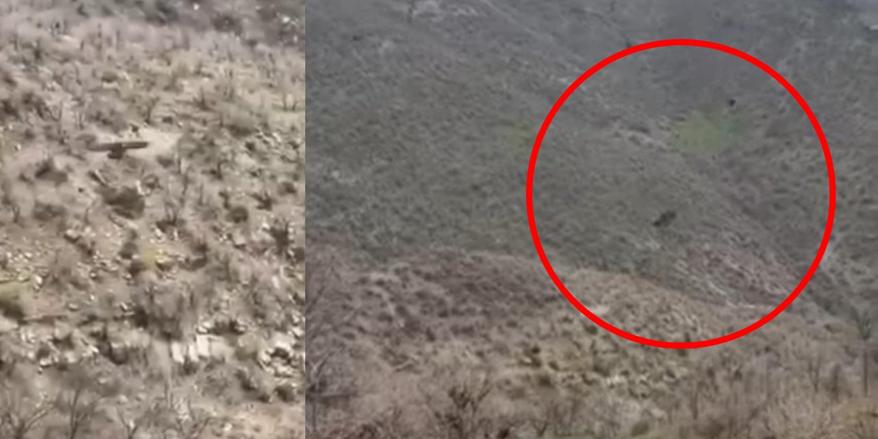 Şırnak’ta kartalın domuz avı anı kameraya böyle yansıdı