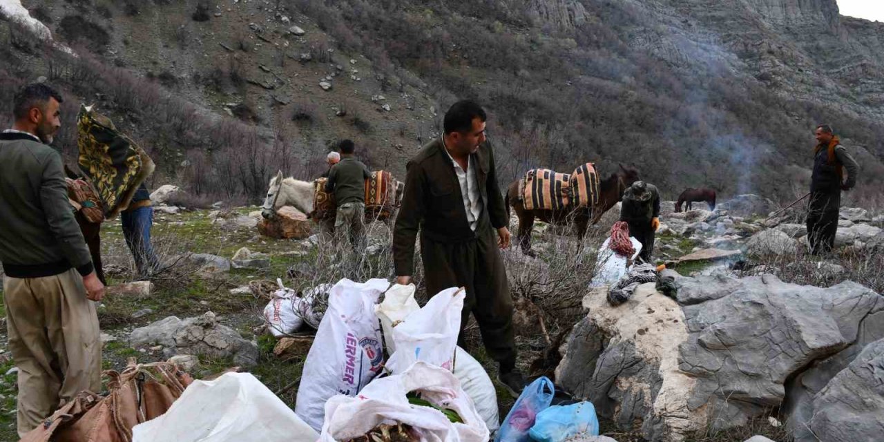 Şırnak'ta Vatandaşlar Pancar Toplamak İçin Dağ Bayır Demeden Geziyorlar