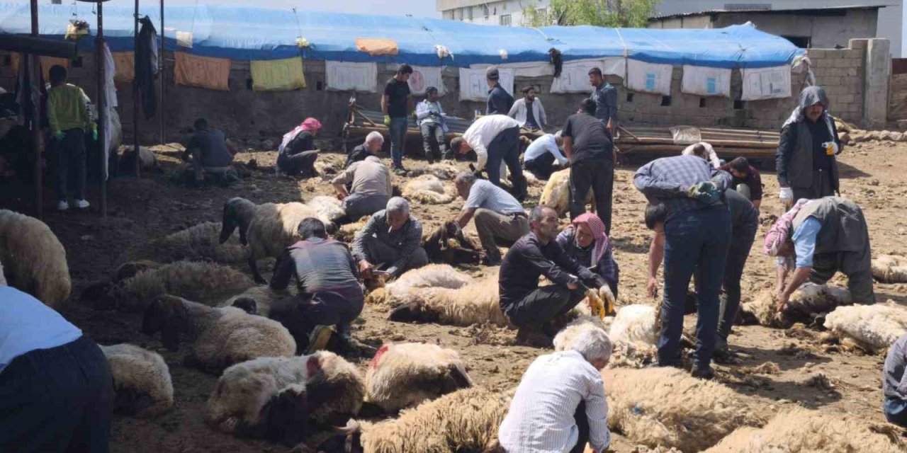 Şırnaklı Göçerlerden Dayanışma Örneği: Yüzlerce Koyun Kırkıldı