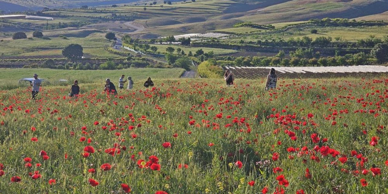 Şırnak’ta kırmızıya bürünen ova ilgi görüyor