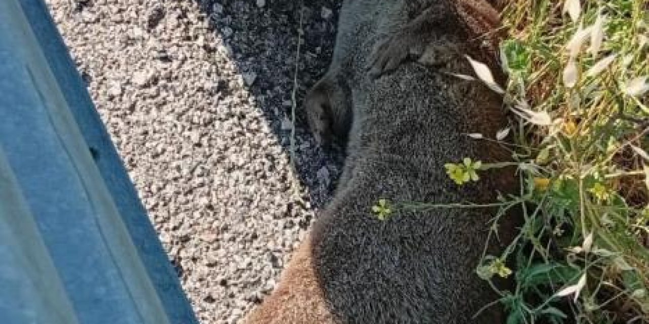 Yol kenarında ölü su samuru bulundu