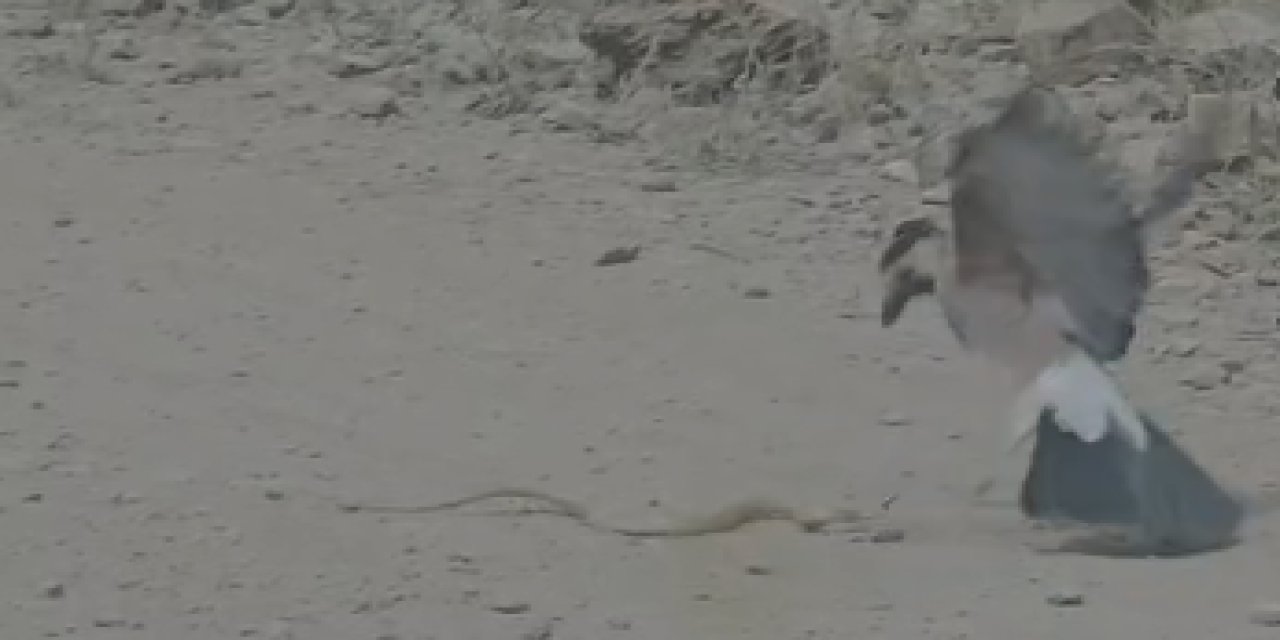 Şırnak’ta Yılan ve Alakarga’nın Kavgası Kameraya Yansıdı