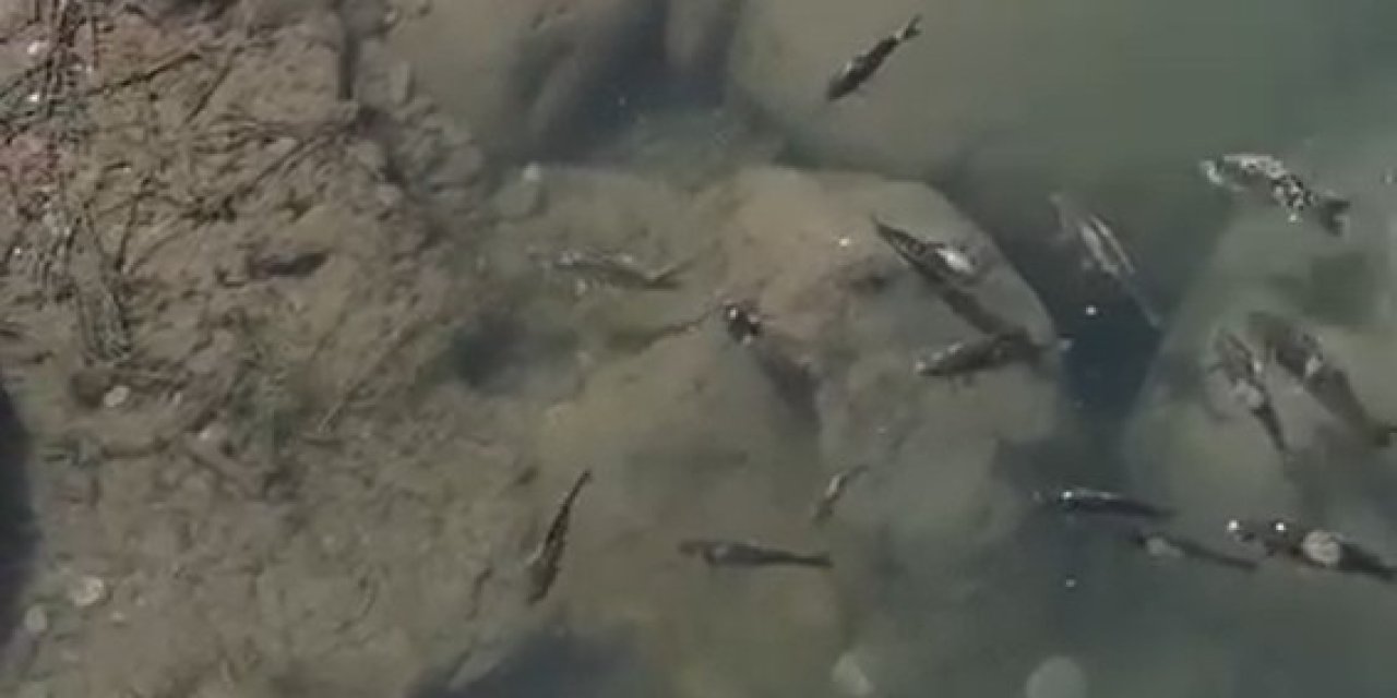 Şırnak’ta Dicle Nehri Alarm Veriyor! Toplu Balık Ölümleri Tedirgin Etti