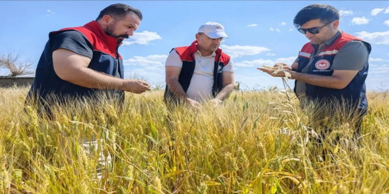 Şırnak’ta Hububat Tarlalarında Süne Zararlısına Karşı Nimf Sürveyleri Sürüyor