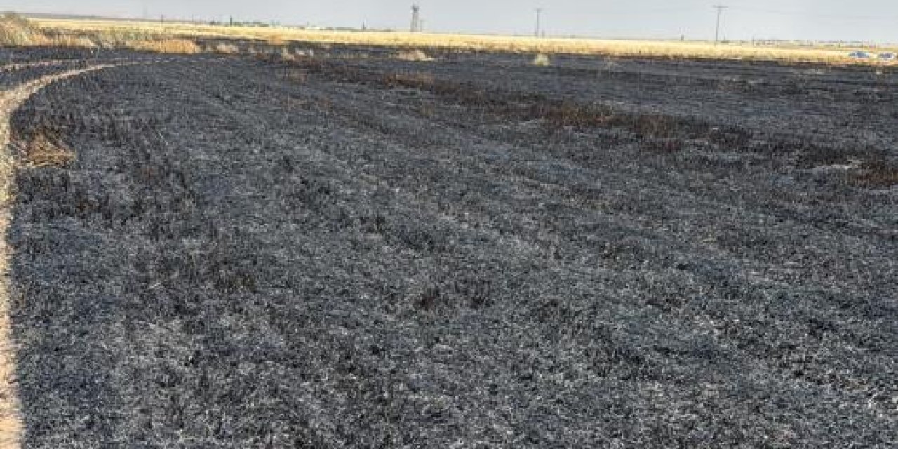 300 dönüm ekili alan alevlere teslim oldu