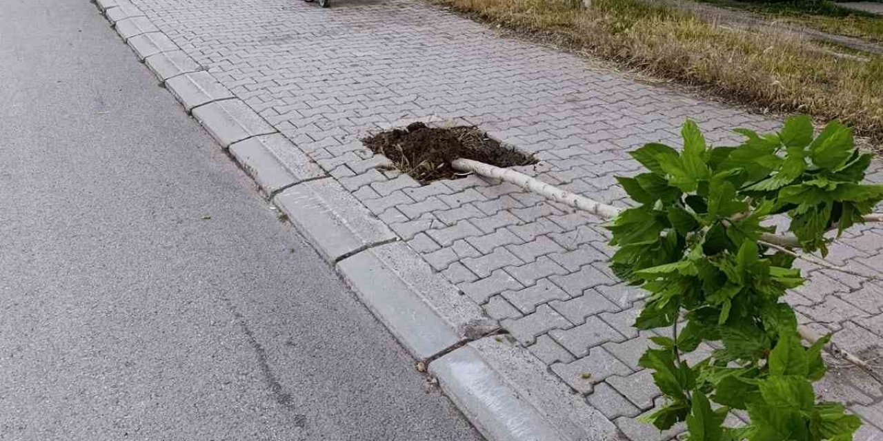Yeni Dikilen Onlarca Ağaca Zarar Verildi