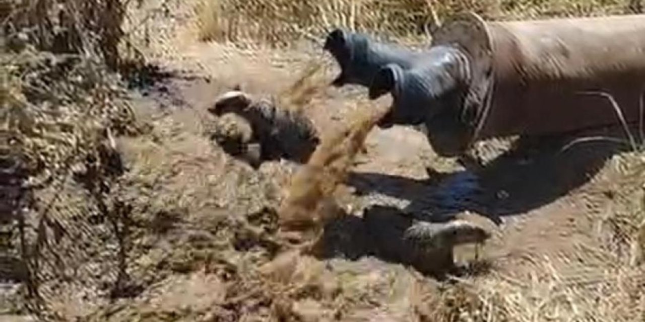 Sulama  yapılırken borudan 2 adet porsuk çıktı