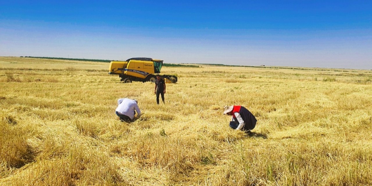 Şırnak’ta Hububat Hasadı Başladı! Biçerdöverler Sıkı Denetim Altında