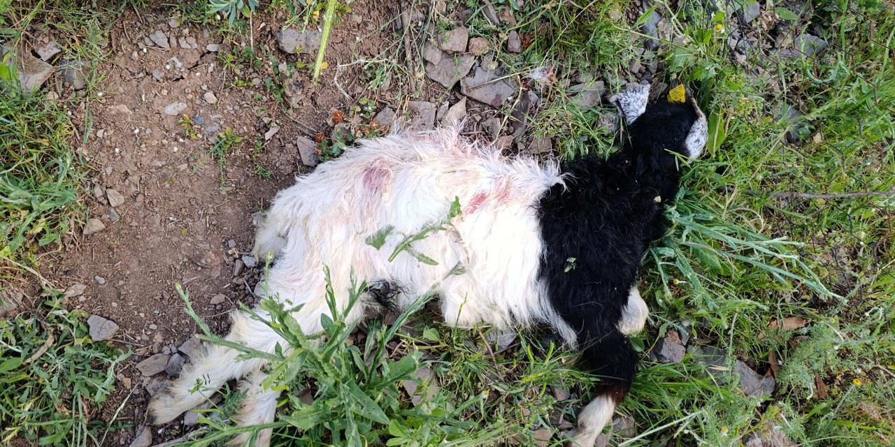 Boğazören'de Köpek Saldırısı İddiası: 4 Oğlak Telef Oldu, Vatandaşlardan Önlem Çağrısı