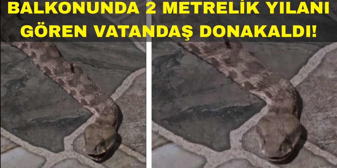 Şırnak'ta Balkona Çay İçmeye Çıktı, Karşısında Dev Yılanı Görünce Donakaldı