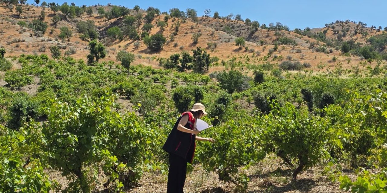 Şırnak'ta Zeytin, Nar ve Bağ Alanlarında Zararlı Organizma Sürveyi Sürüyor
