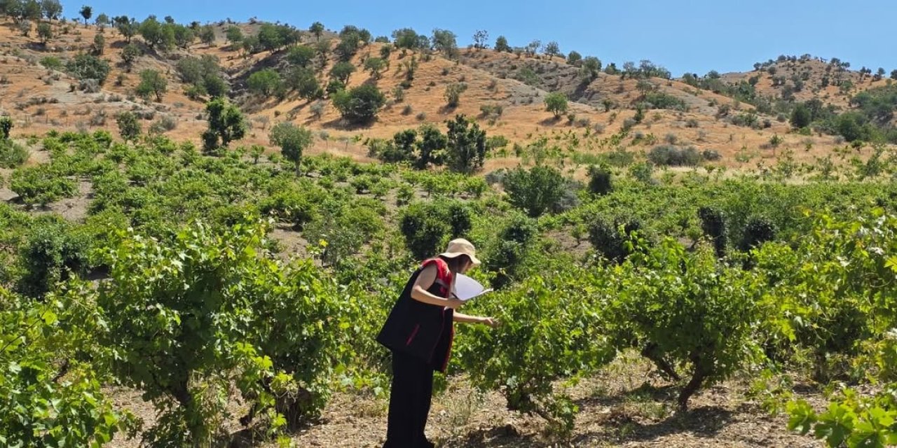 Şırnak’ta Tarım Alarmı! Zeytin, Nar ve Üzüm Bahçelerinde Kritik Denetim Başlatıldı